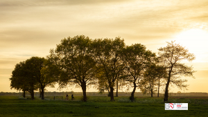 bomen Onlanden met fietsers