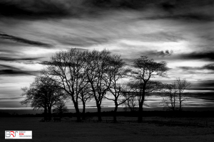 Bomen in De Onlanden