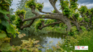 Platanen bovenhet water in de tuin Borg Ewsum