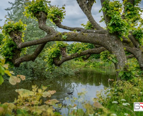 Platanen bovenhet water in de tuin Borg Ewsum