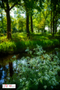 Fluitekruid bij sloot met bomen