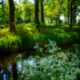 Fluitekruid bij sloot met bomen