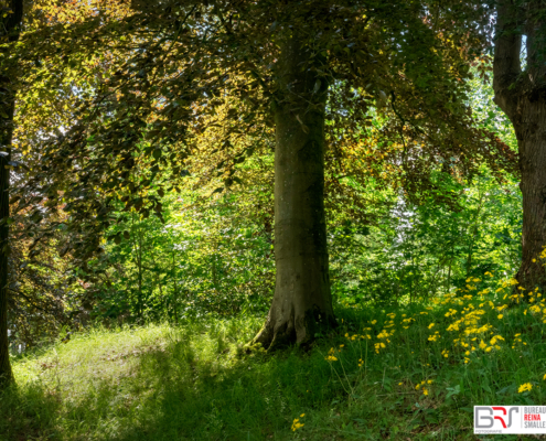 3 bomen in ritme Notaristuin Grootegast