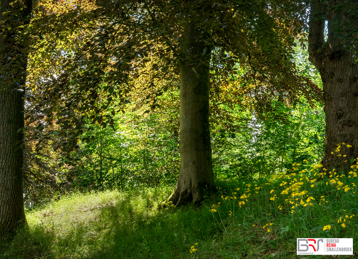 3 bomen in ritme Notaristuin Grootegast