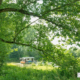 Blokboot op de Linge omrand met bomen