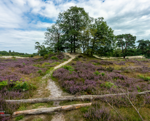 Paarse heide op de Bakkeveense Duinen