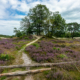 Paarse heide op de Bakkeveense Duinen