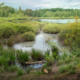 Siepelveen tussen Zeegs en Schipborg