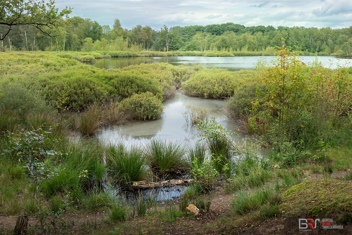 Siepelveen tussen Zeegs en Schipborg