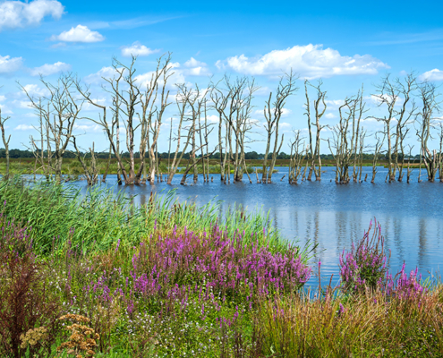 Tusschenwater De Groeve