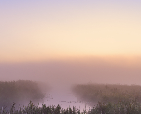 Een kleine wereld Onlanden in de mist in pastels