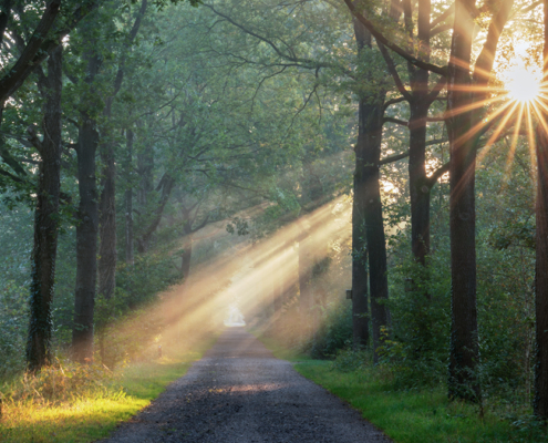 Sunburst en zonneharpen Nienoord