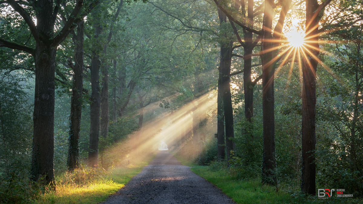 Sunburst en zonneharpen Nienoord