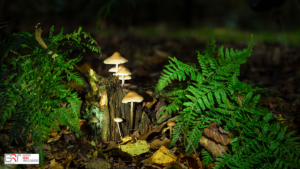 Helmmycena paddenstoelen