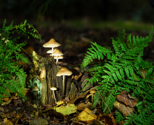 Helmmycena paddenstoelen