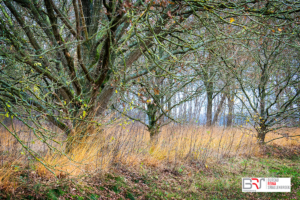 Balloerveld in de herfst