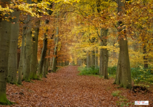 Herfst in het bos Nietap