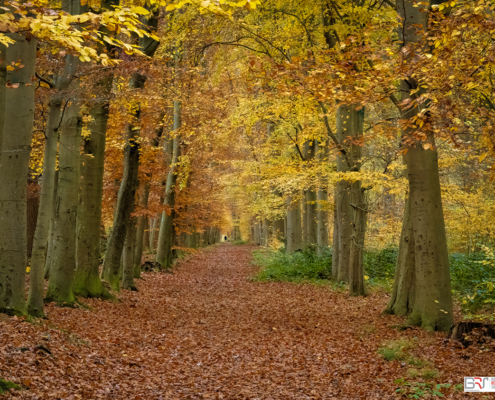 Herfst in het bos Nietap