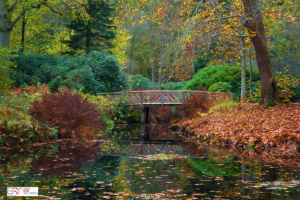 Park Oranjewoud met houten bruggetje