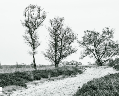 3 bomen met een pad op het Balloerveld in zwart-wit