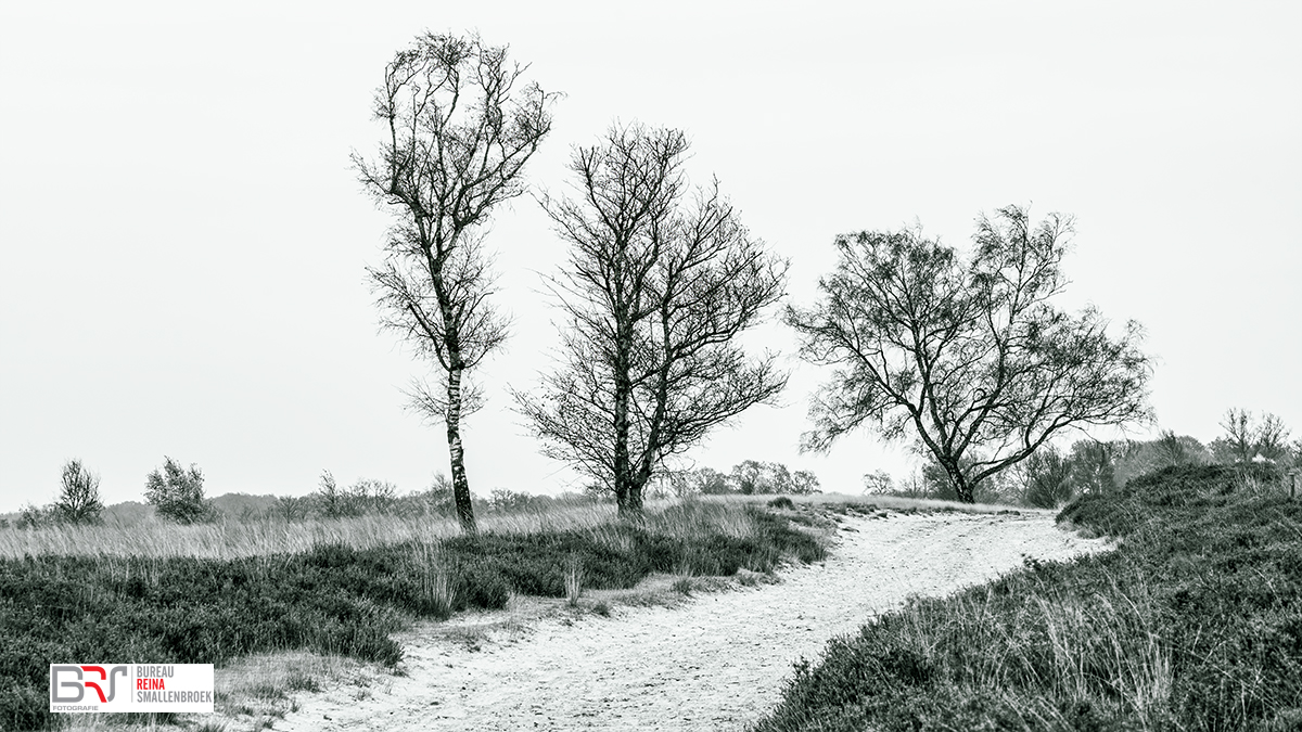 3 bomen met een pad op het Balloerveld in zwart-wit