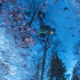 pond with trees reflection