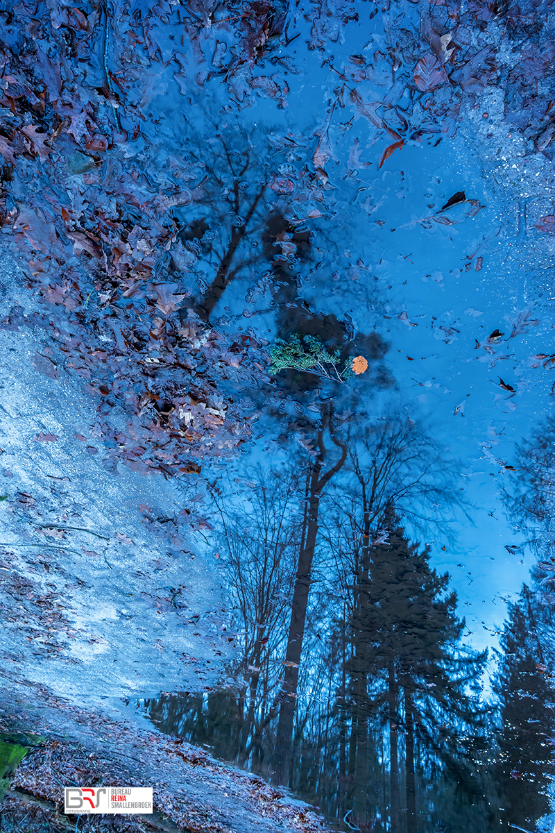 pond with trees reflection