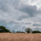 Aekingerzand De Kale Duinen